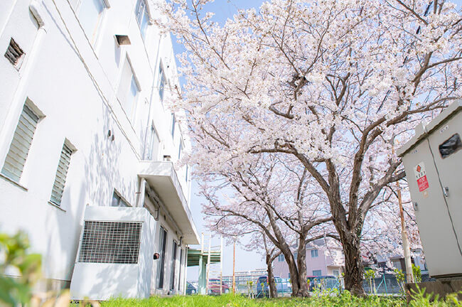 社屋外観と桜の木